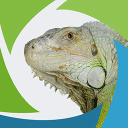 SeoSamba for WordPress Webmasters