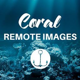 Coral – Remote Images